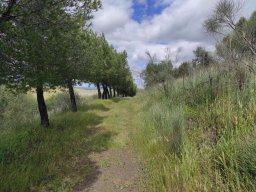 Flora del Cerro Masatrigo